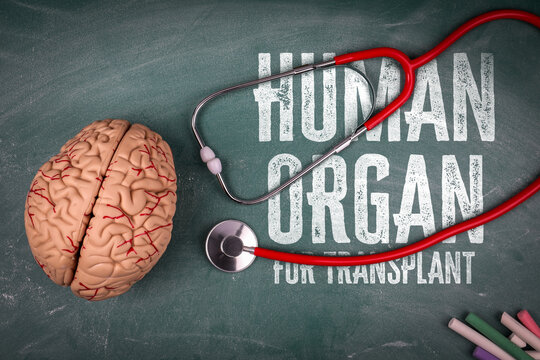 Human Organ for Transplant. Medical concept image showing a human brain model and a stethoscope on a chalkboard background