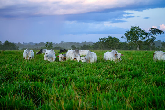 Cattle grazing on deforested pasture on a farm in the Amazon rainforest at dusk. Concept of agriculture, environment, ecology, livestock, climate change, global warming, deforestation, Sustainability.