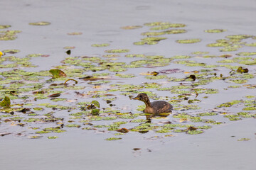 (Tachybaptus ruficollis) on a lake on a rainy autumn day