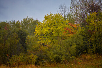 autumn landscape on a rainy day with colorful trees