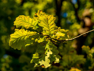 Eichenlaub in der Sonne
