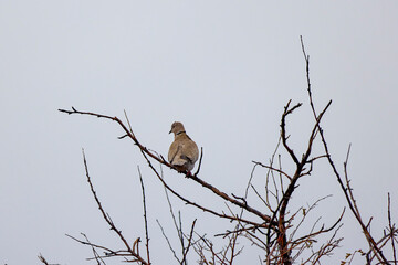 a (Streptopelia decaocto) on the branches of a leafless tree on a rainy day