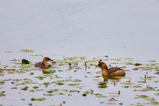 (Tachybaptus ruficollis) on a lake on a rainy autumn day