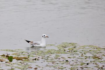 a seagull on a lake on a rainy day