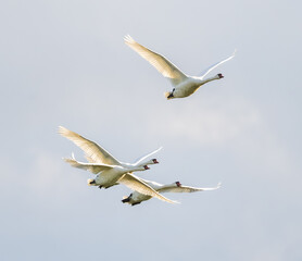 Fototapeta premium Mute Swans Flying