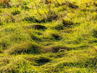 Niedergedrücktes Gras