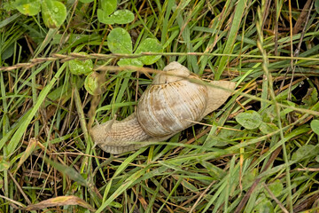 Roman snail , edible species, in a meadow - Helix pomatia, escargot 