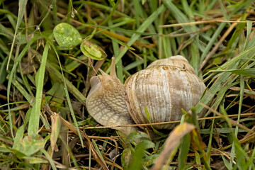 Roman snail , edible species, in a meadow - Helix pomatia, escargot 