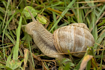 Roman snail , edible species, in a meadow - Helix pomatia, escargot 