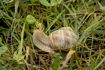 Roman snail , edible species, in a meadow - Helix pomatia, escargot 