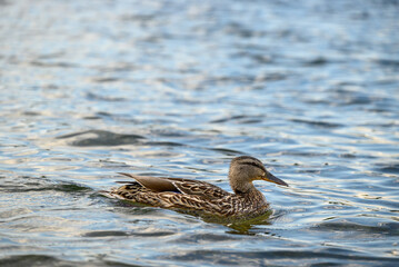 Duck Gliding on a Tranquil Lake