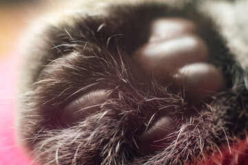 Macro shot of a cat's fluffy paw with soft pads