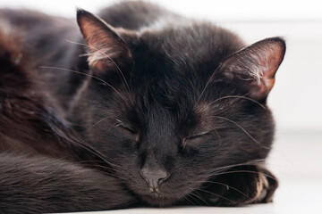 Black domestic cat muzzle closeup with closed eyes