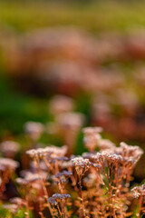 Close-up of wildflowers in a field in warm sunlight