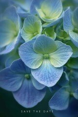 Vertical Hydrangea Blooms, Soft Blue Petals & Green Centers, Ruffled Texture, Muted Gray Background, Evening Light, Symmetrical Layout, Space for Wedding Text, Elegant Event Design