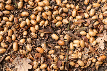 Oak Tree Quercus Acorns Forest