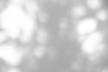 Abstract natural tree branch leaves shadow on white wall background