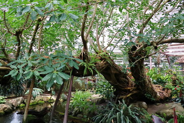 植物園内の熱帯風な屋内
