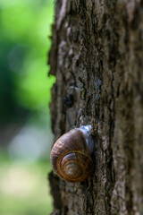 Close-up of spiral snail shell on textured tree bark