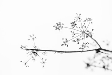 Elegant black-and-white plant silhouette with buds on white background