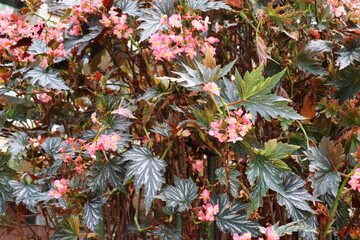 切れ込みのある銅葉にピンク色の花を咲かせるベゴニア