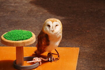 白い顔をしたメンフクロウ