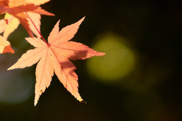 薄暗い背景薄紅色に色づくもみじの葉