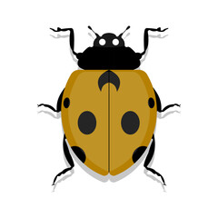Illustration of a yellow ladybug with black spots and legs on a white background.