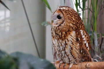 茶色いモリフクロウ