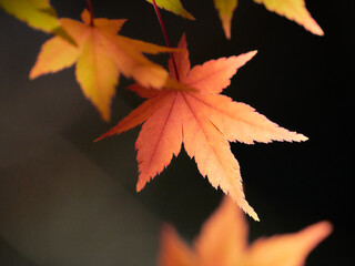 薄暗い背景薄紅色に色づくもみじの葉