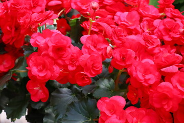 真っ赤な八重咲きのベゴニア