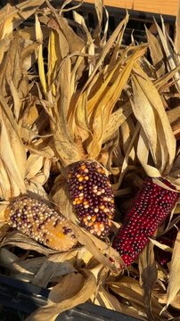 Closeup of red corn cobs with dry husks used as rustic decoration at an autumn harvest fair in October, festive seasonal display celebrating traditional fall atmosphere