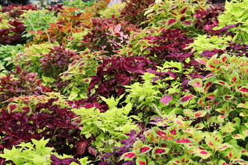 カラフルな沢山のコリウス