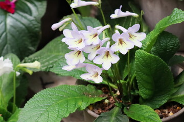 白に紫の縁取りのストレプトカーパス