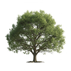 Lush Green Oak Tree Isolated on White