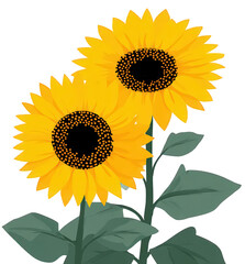 Two Bright Yellow Sunflowers with Green Leaves on Transparent Background