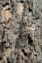 Textured Tree Bark with Moss and Lichen