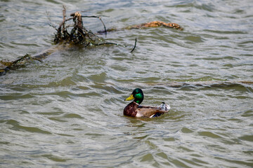 Mallard Duck Swimming in Rippling Lake