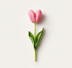 Single Pink Tulip Bloom with Green Stem and Leaves on a White Backdrop