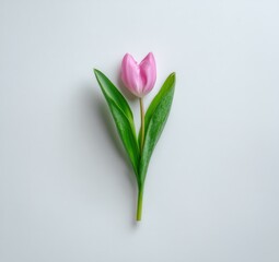 Single Pink Tulip Flower With Water Droplets and Green Leaves Isolated on a White Background
