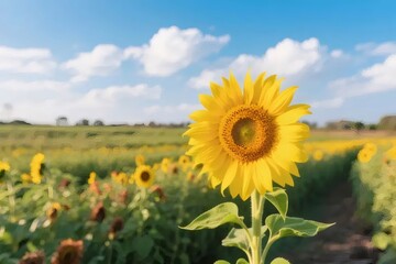 Sunflower in Sunlight Against Blue Sky Field