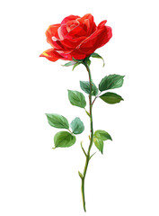 Single Red Rose on Black Background