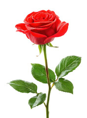 Single Red Rose with Dew Drops on Black Background