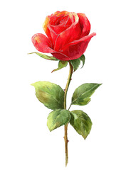 Single Red Rose with Green Leaves on Black Background