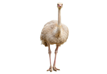 Isolated Rhea looking at camera with long neck, flightless South American bird on display