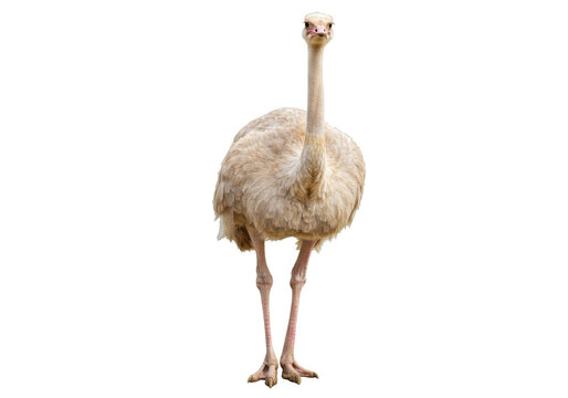 Isolated Rhea looking at camera with long neck, flightless South American bird on display - Powered by Adobe