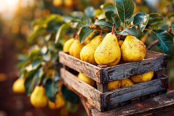 Yellow pears in a rustic box surrounded by a sunlit pear orchard during harvest time