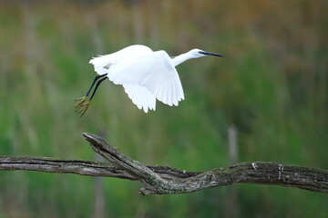 Envol Aigrette garzette