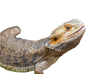 Bearded dragon and green iguana lizards are isolated wildlife reptiles with scales and eyes, commonly seen as pets or in the zoo