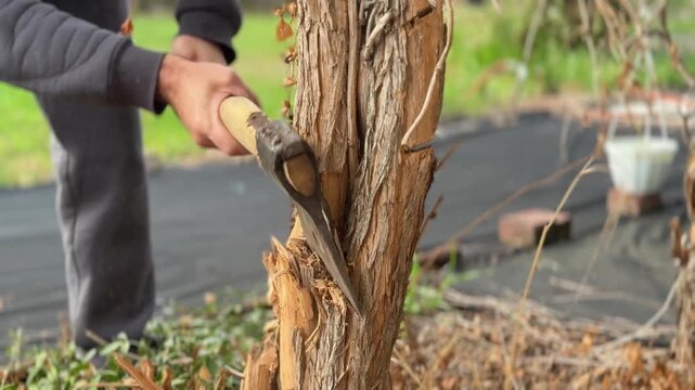 man chops down an old tree with an axe